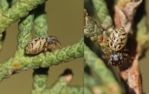 Macaroeris nidicolens